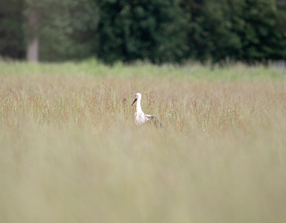 Weißstorch / white Stork