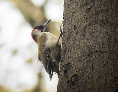 Groene Specht, Eurasian Woodpecker, Picus viridis