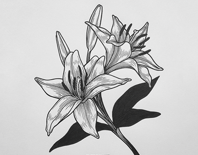 Traditional illustration / botanical drawings & flowers