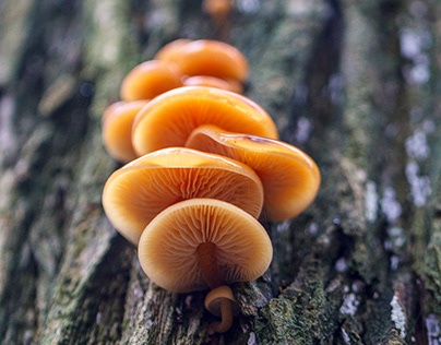 Primeval forest mushrooms II