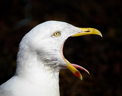 Seagull in Skye