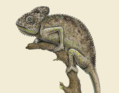 The Warty Chameleon