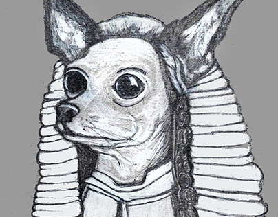 Chihuahua Judge