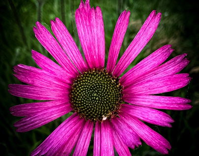 Flower In Field