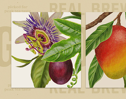 GOLD PEAK TEA Botanical Illustrations