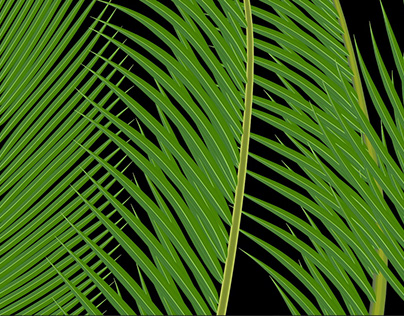 Coconut Tree Leaf Vector Pac