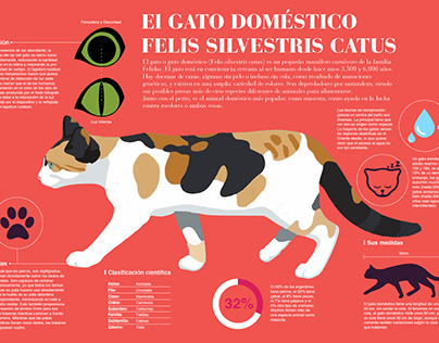 Cat Infographic / Gato Infografía