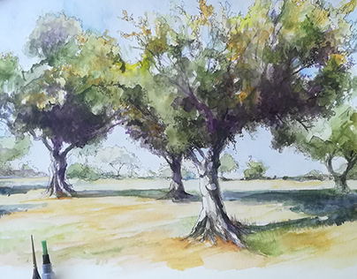 landscape Olive trees. Ink and watercolor