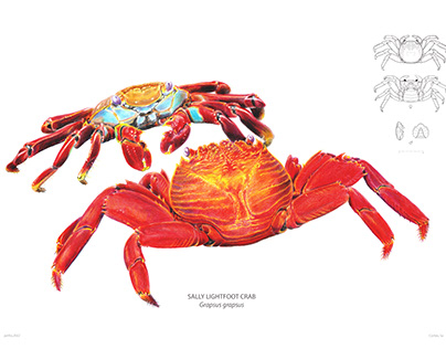 Sally lishtfoot crab - Grapsus grapsus