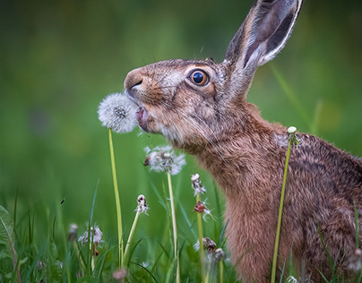 Feldhase / European hare