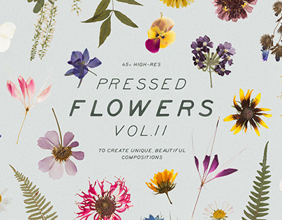 Pressed Dry Flowers & Herbs Vol.2