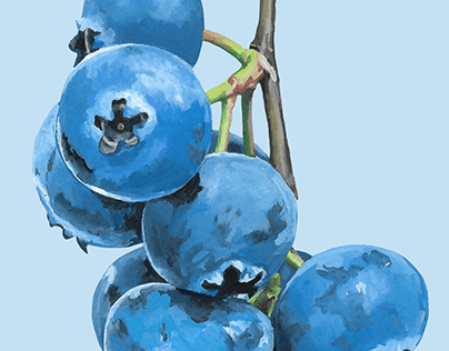 Blueberry study