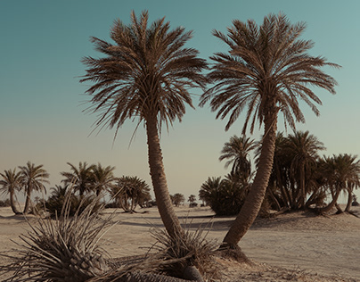 Date Palm trees in the desert