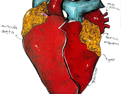anatomic heart