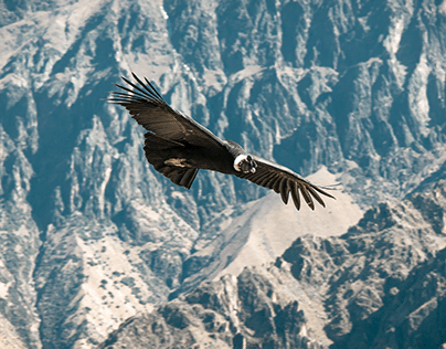 Condor in the Colca