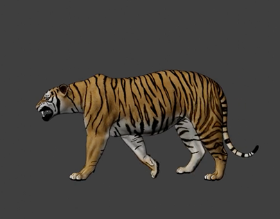 Tiger Walking Animation