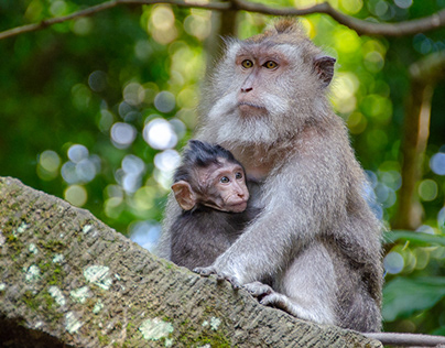 Indonesia, Bali, Ubud Monkey sanctuary