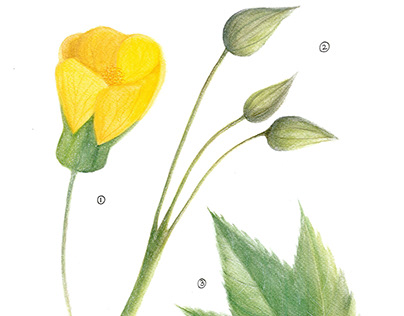 Ilustración Botánica (Abutilon sp.)