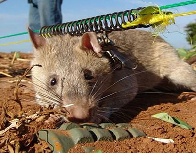 Great Facts About The Rats: Detect Landmines!