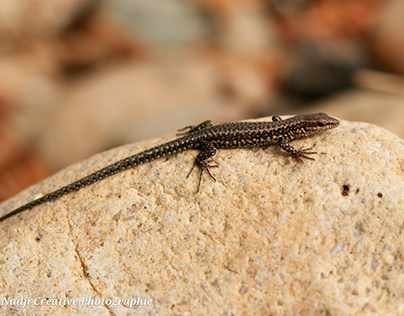 Lizard sitting on a brown stone