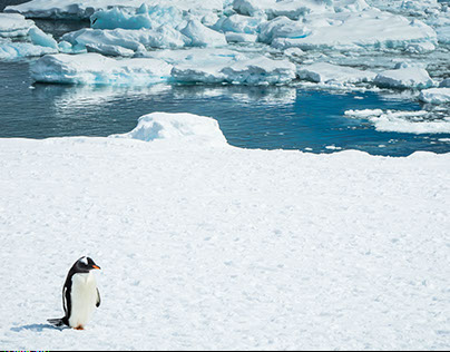 Penguins of the Antarctic Peninsula