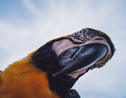 Portrait Of A Parrot Looking Down At The Camera.