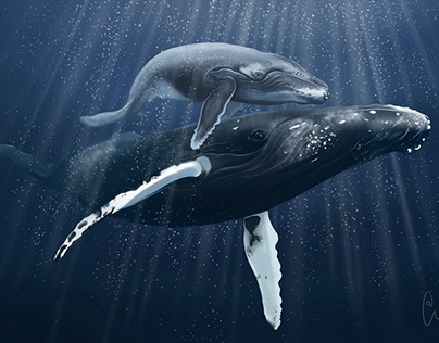 Humpback Whales Digital Illustration