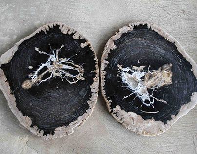 Fossilized Wood Slab