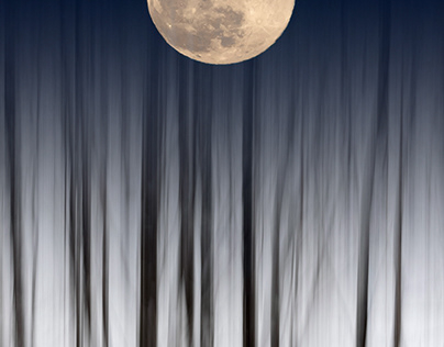 forest floating in the moonlight