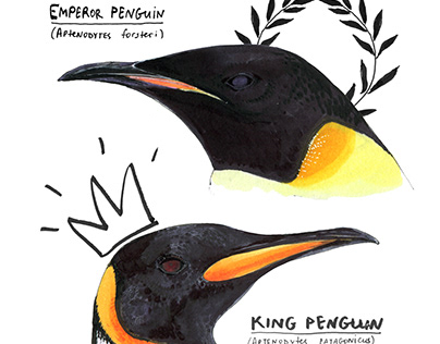 Spheniscidae (penguin) illustrations