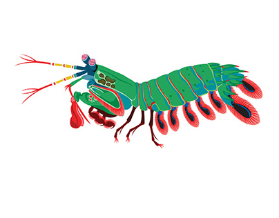 Mantis Shrimp interactive animation for AMNH
