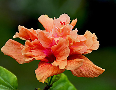 Hibiscus Orange Plant