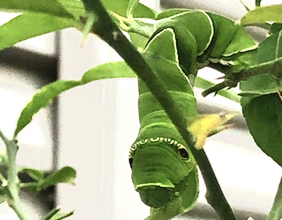Swallowtail butterfly larva looks like a monster2
