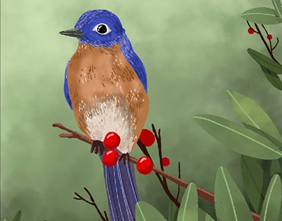 Eastern Bluebird Illustration