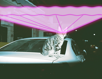 Cat Scan (Photography + Animation)