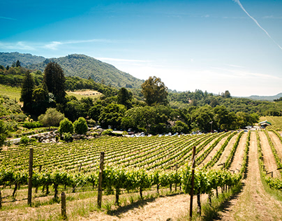 Top Wine Destinations By Mary Mickel