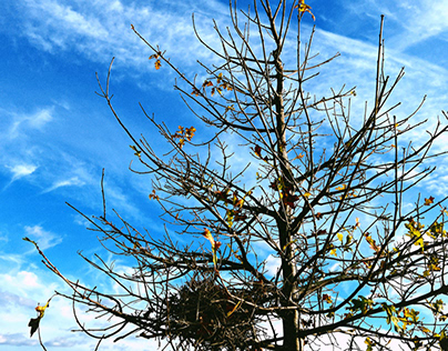 birds nest, sky, fall,tree