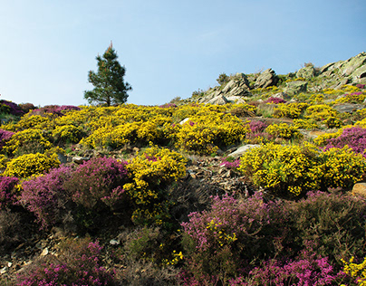 Mountain Bloom in Portugal
