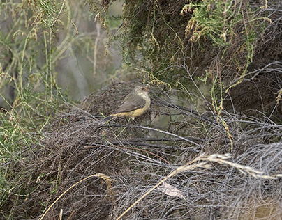 Buff-rumped thornbill