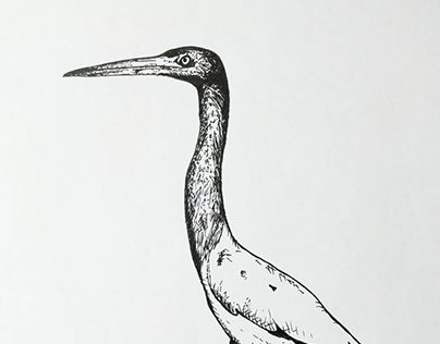 Illustration of a heron, ink on paper