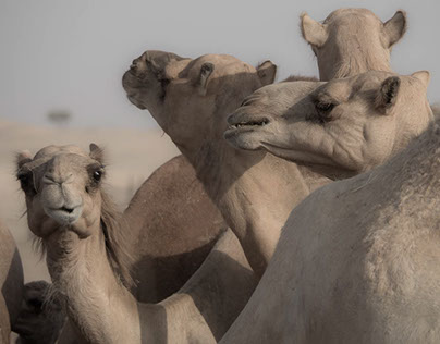 Camel Party