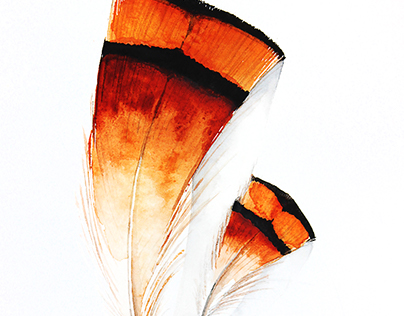 Feathers watercolours illustrations
