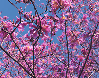 Pink Trumpet Tree Flowers (Lapacho)