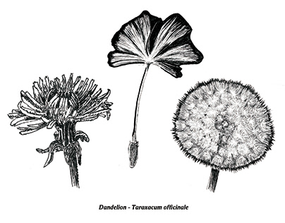 Dandelion Illustration Series