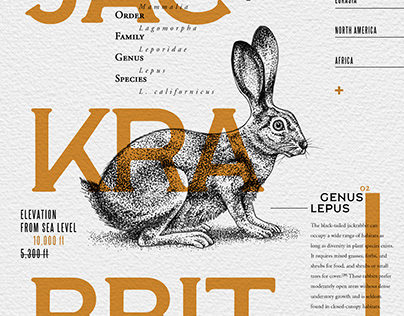 Illustration + typography