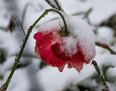 neve di casa mia - rose (I)