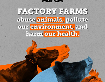 Factory farm animal cruelty