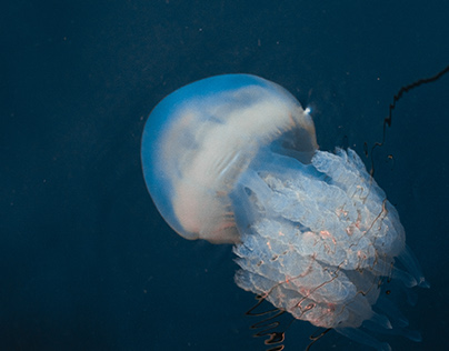 Jellyfish. Homework for Spalah IT-School