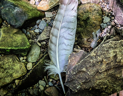 Rogue Feather