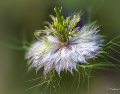 Love-in-a-Mist, Nigella damascena Flower